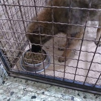 photo de livraison pour Lina's animal rescue