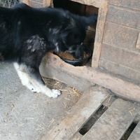 photo de livraison pour asociatia centrul de formare pentru activitati voluntare natura deva