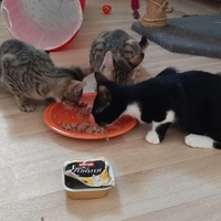 photo de livraison pour Bien vivre avec les Chats Sallélois