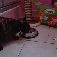 photo de livraison pour Paroles de Chats