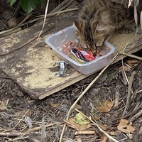 photo de livraison pour Ecole du Chat des Alpilles