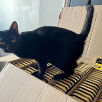 photo de livraison pour Association C.A.T.S. Chat Animal Terrien Solidarité