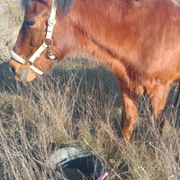 photo de livraison pour Equi-Libre : Droit à la Retraite Equine