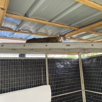 photo de livraison pour SADF (Sauvetage des animaux domestiques de France)