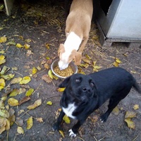 photo de livraison pour Serbian Society for the Protection of Animals - SSPA