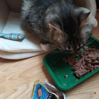 photo de livraison pour A Pas De Chats