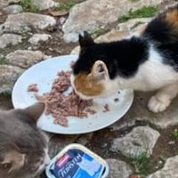 photo de livraison pour Dans les yeux de Leo
