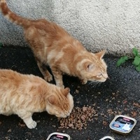 photo de livraison pour Les Chats Libres de la Canterrane