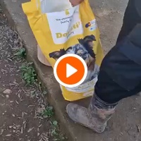 photo de livraison pour Help Adopt Moroccan Animals