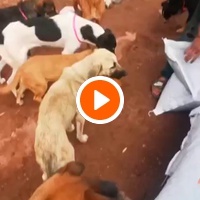 photo de livraison pour Help Adopt Moroccan Animals