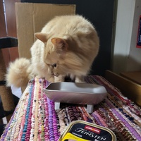 photo de livraison pour Chat de Gout'hier sans Toit