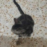 photo de livraison pour Cat Miaou