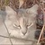 photo animal