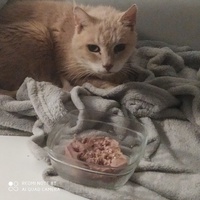 photo de livraison pour Protect Cat