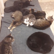 photo de livraison pour Les Amis de Michouette