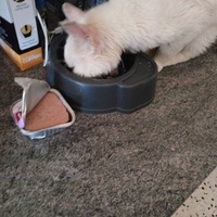 photo de livraison pour Chats Grains d'Amour