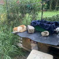 photo de livraison pour Les chats de chez nous