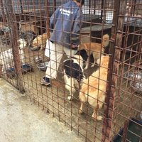 photo de livraison pour Save & Hope for Dogs