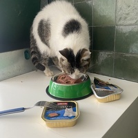 photo de livraison pour SADF (Sauvetage des animaux domestiques de France)