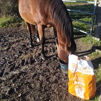 photo de livraison pour Hearthland Royal Horse