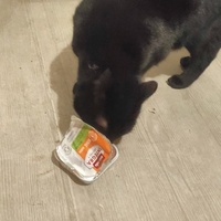 photo de livraison pour Libre-Chats-Errants