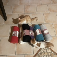 photo de livraison pour Les Chats de la Rue