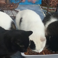 photo de livraison pour Les chats libres de Caro