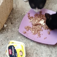 photo de livraison pour Les chats libres de Caro