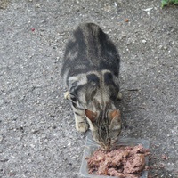 photo de livraison pour Chat Libre de l'Ile du Ramier