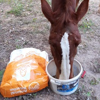 photo de livraison pour Happy Horse Day