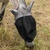 photo animal
