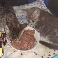 photo de livraison pour Pour l'Amour des Chats