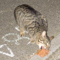 photo de livraison pour Chat Libre de l'Ile du Ramier