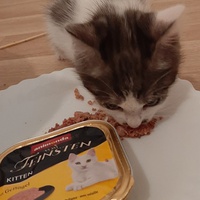 photo de livraison pour Bien vivre avec les Chats Sallélois