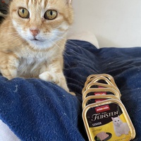 photo de livraison pour Les chats de Feelin’ Good