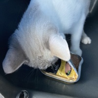 photo de livraison pour Cosette
