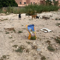 photo de livraison pour L'Arche de Noé