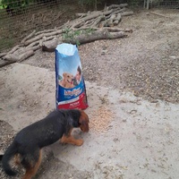 photo de livraison pour Azil za pse"Poslednja oaza"