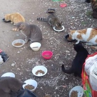 photo de livraison pour Les Chats-Pitresdelavi-Ste