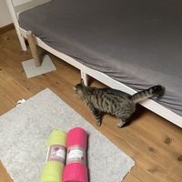 photo de livraison pour Les Chats de Condom 32