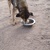 photo animal