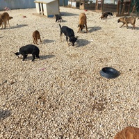 photo de livraison pour Happy Shelter Skopje