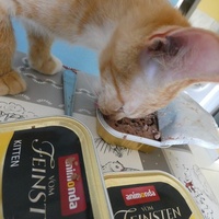 photo de livraison pour Jardin des Chats