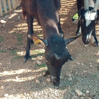 photo de livraison pour Equi-Libre : Droit à la Retraite Equine
