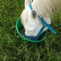 photo de livraison pour Les sabots dans l'herbe