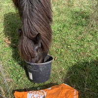 photo de livraison pour Espoir au Galop