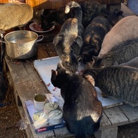 photo de livraison pour Les chats Port-Saint-Louisiens