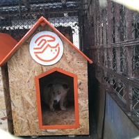photo de livraison pour Refuge pour chiens de Baia Mare