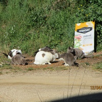 photo de livraison pour Protection Animale Amélienne