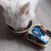 photo de livraison pour A Pas De Chats